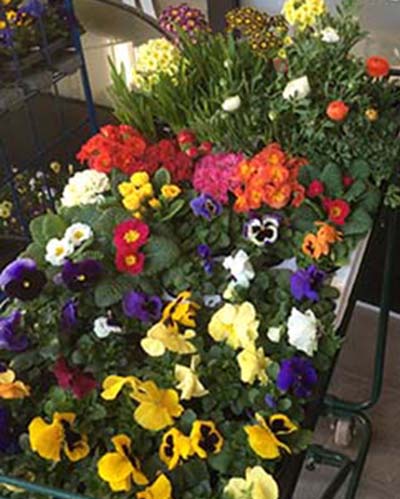 Blumen&Pflanzen